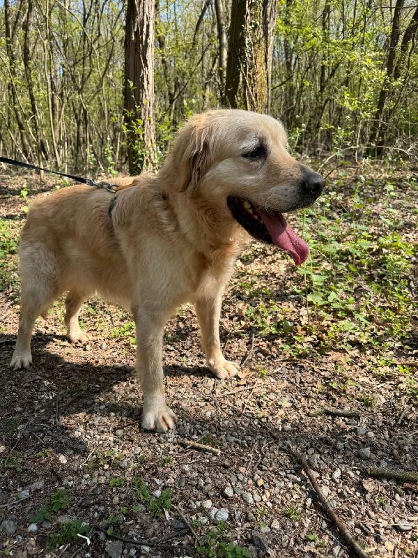 Casper, Un Golden Retriever Bello Da Impazzire